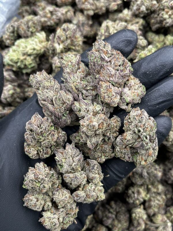 sour zkittlez strain